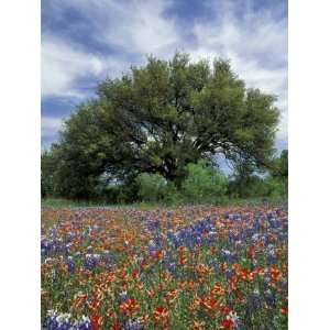 Paintbrush and Bluebonnets and Live Oak Tree, Marble Falls, Texas Hill 