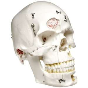 3B Scientific A27 10 Part Deluxe Human Demonstration Dental Skull 