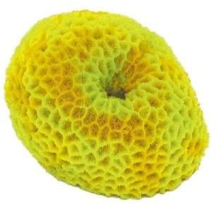  Brain Coral   Yellow