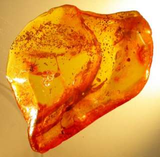 Lizard fossil inclusion in Baltic amber  