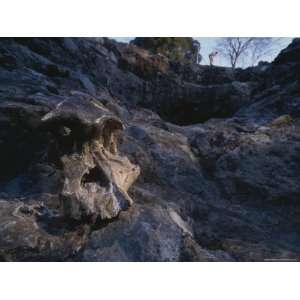  Australopithecus Africanus Skull at an Archaelogical Site 