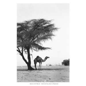  Alexis de Vilar   Camel and Tree, Desert of Mauritania 