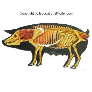   Pig Body 3D Veterinary Model Anatomical Educational Animal Anatomy
