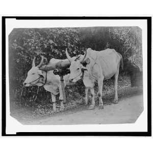  Two yoked oxen,1860 1900,Ox team,Tintype,on road?