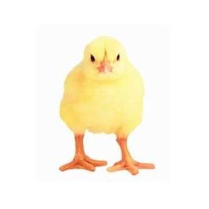  Yellow Chick Diecut Magnet 