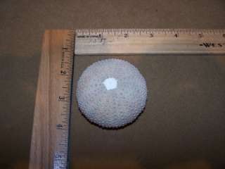 THE SIZE IS LARGE COMPARED TO SOME OF THOSE TINY 1 SEA URCHIN LISTED 