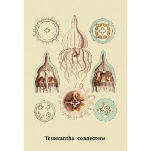  Jellyfish Tesserantha Connectens 28X42 Canvas Giclee 