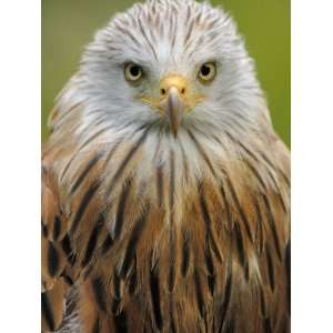  Red Kite, Iucn Red List of Endangered Species Captive 