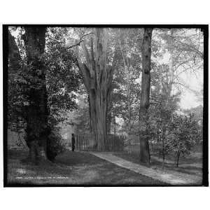  Old tree in Bartrams Park Bartrams Gardens,Philadelphia 