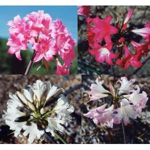  Amaryllis Belladonna Hybrids White, Pink, and Red Mix 