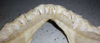 HUGE SHARK JAW FOSSIL jaws Teeth Tooth taxidermy strange HC13  