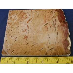   Very Rare Louisiana Petrified Palm Wood Slab, 7.24.3 