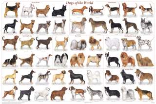 Dogs Breeds of the world (LAMINATED) Vet Poster #218  