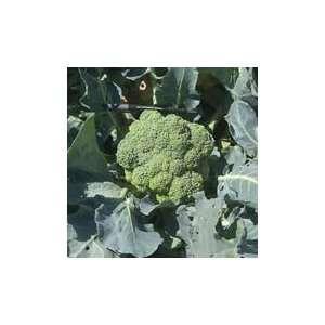  Belstar F 1 Broccoli   100,000 seeds Patio, Lawn & Garden