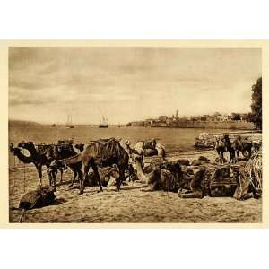  1925 Camels Shore Acre Akko Israel Lehnert & Landrock 