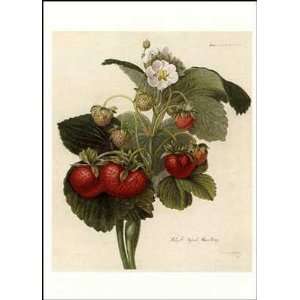  Wilmot S Superb Strawbery    Print