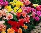 30 gorgeous begonia mix flower seeds annual $ 3 89