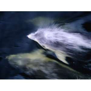  Bottlenose Dolphins (Tursiops Truncatus) Swimming, Doubtful 