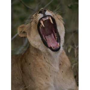  Female African Lion, Her Neck Covered with Ticks, Yawns Widely 