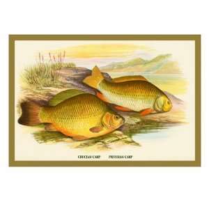  Crucian and Prussian Carp by A.f. Lydon, 24x18