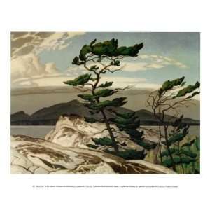   White Pine Finest LAMINATED Print A. J. Casson 12x10