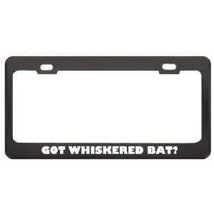 Got Whiskered Bat? Animals Pets Black Metal License Plate Frame Holder 