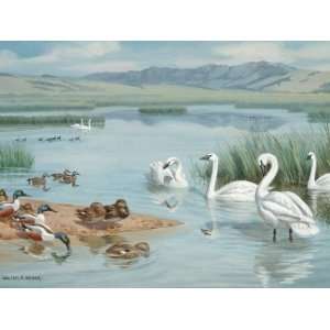  Several Species of Ducks, Coots, and Swans Share a 