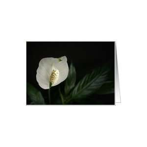 Peace Lily Blank Note Card Card