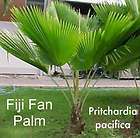 fiji fan palm tree 500 fresh seeds pritchard $ 24 99  see 