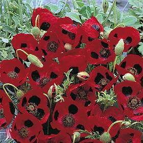 Ladybird Poppy 300 Seeds  