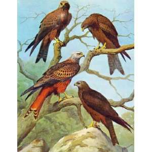  Eagles Hawks & Falcons Red Kite Pariah Kite Birds Print 