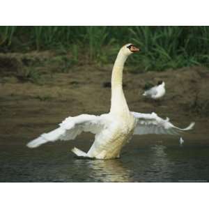  Mute Swan Flapping its Wings While Standing in Water 