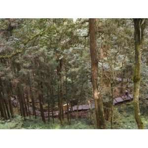 Walkway in Cedar Forest, Alishan National Forest Recreation Area 
