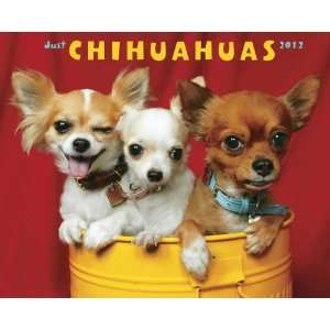  Chihuahuas 2012 Wall Calendar