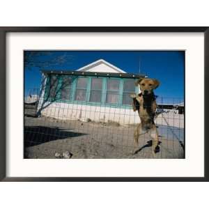  A dog poses for his Portrait outside a home in Mentone 