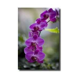  Purple Orchid Washington District Of Columbia Giclee Print 