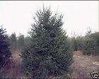 Picea abies NORWAY SPRUCE 1 Plant EVERGREEN TREE