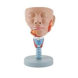 Altay Head Section with Larynx Model  Industrial 