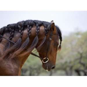 Bay Andalusian Stallion, with Plaited Mane and Bridle, Austin Texas 