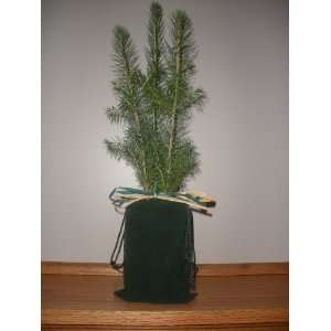  Norway Spruce 12 Tree Seedling Group of 3 W/green Pouch 