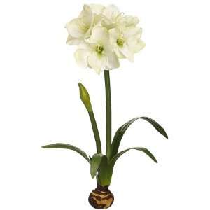  28 Standing Amaryllis W/Bulb Green (Pack of 4)