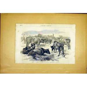 Beef Cattle Bretons Waen French Print 1866