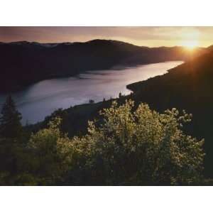  Western Serviceberry, Lake Chelan, Washington, USA 