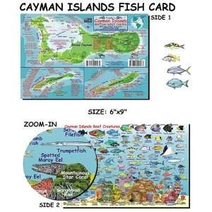 Mini Cayman Islands Reef Creatures Fish ID Sports 
