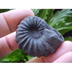  A3921 Gemqz Black Ammonite Fossil Double Sided Large 