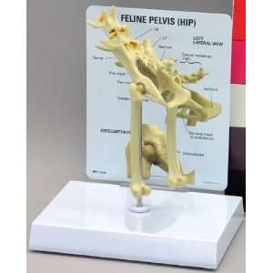 Feline Pelvis Hip Anatomical Model  Industrial 