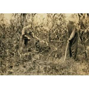  1916 child labor photo Chopping corn Everett Adams, 15 