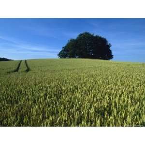 Denmark a Wheat Field in Denmark, An Ancient Burial Ground Premium 