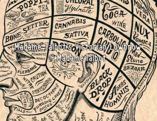 Cure For What Ails You Victorian Drugs Phrenology Head Medical 
