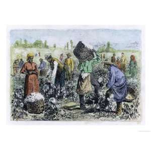  Picking Cotton in the Southern United States Giclee Poster 